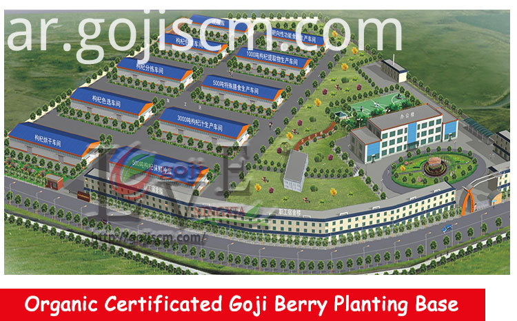 المجففة العشبية غوجي التوت المزود Dried Herbal Goji Berry supplier